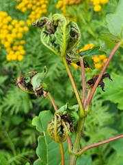 Dasineura irregularis