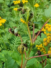 Dasineura irregularis