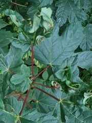 Dasineura irregularis