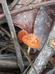 Marasmius vagus