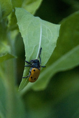 Lachnaia sexpunctata
