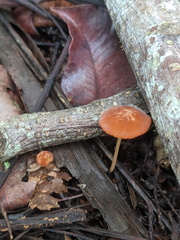 Marasmius vagus