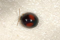 Argopistes coccinelliformis