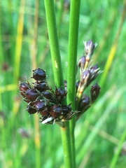 Juncus haenkei