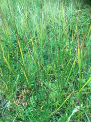 Juncus haenkei