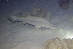 Centropomus undecimalis