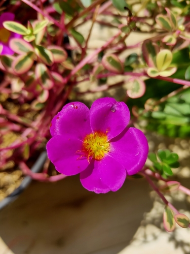 Portulaca umbraticola