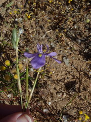 Moraea bipartita