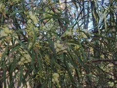 Acacia mabellae
