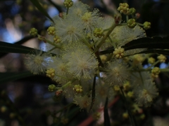 Acacia mabellae