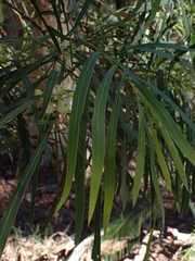 Acacia mabellae