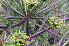 Cynorhiza typica