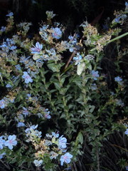 Lobostemon echioides