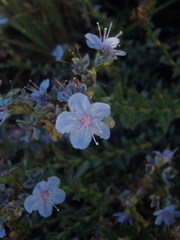 Lobostemon echioides