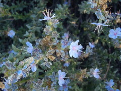 Lobostemon echioides