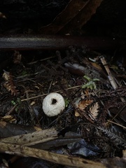 Lycoperdon compactum