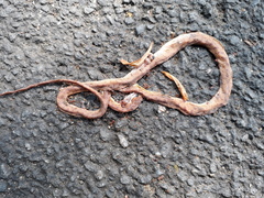 Boiga