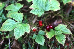 Rubus humulifolius