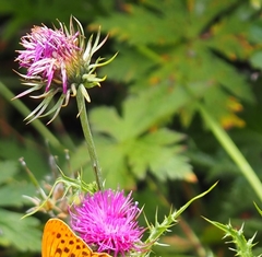 Carduus defloratus carlinifolius