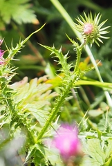 Carduus defloratus carlinifolius