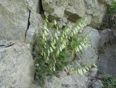 Campanula alliariifolia