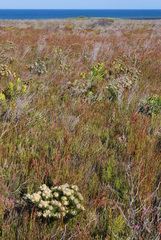 Serruria glomerata × villosa