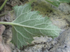 Campanula alliariifolia