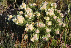 Serruria glomerata × villosa