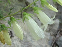 Campanula alliariifolia