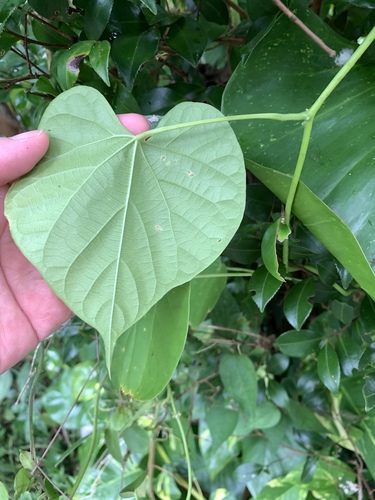 Image of Tinospora crispa by (c) 呂一起(Lu i-chi), some rights reserved (CC BY)
