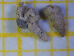 Textularia agglutinans