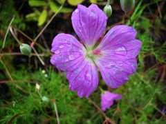 Geranium incanum multifidum