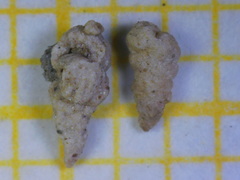 Textularia agglutinans