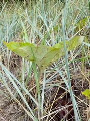 Petasites spurius
