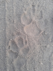 Hyaena hyaena