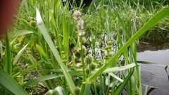 Sparganium
