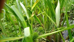 Sparganium