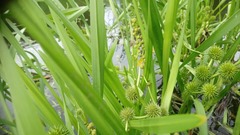 Sparganium