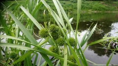 Sparganium