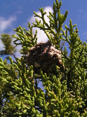 Widdringtonia wallichii