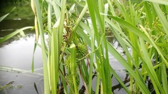 Sparganium