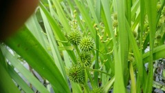 Sparganium