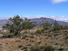 Widdringtonia wallichii