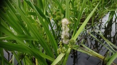 Sparganium