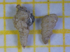 Textularia agglutinans