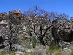 Widdringtonia wallichii