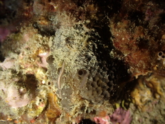 Irciniidae
