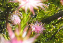 Diastella proteoides