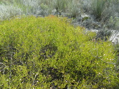 Diastella proteoides