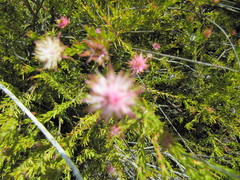 Diastella proteoides